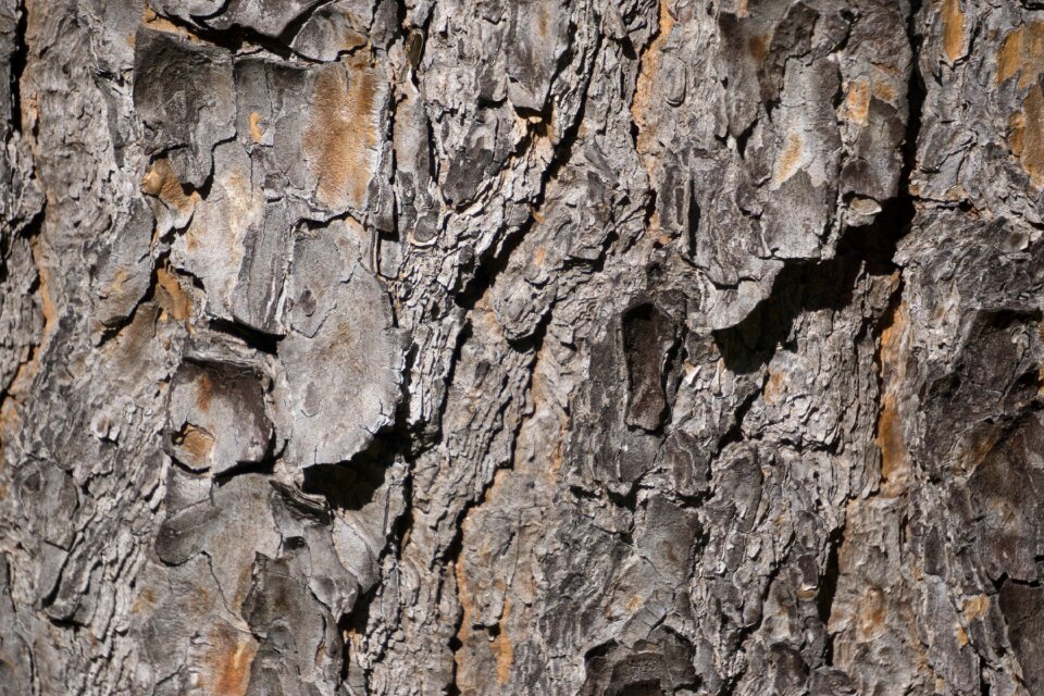 Nature cracked trunk