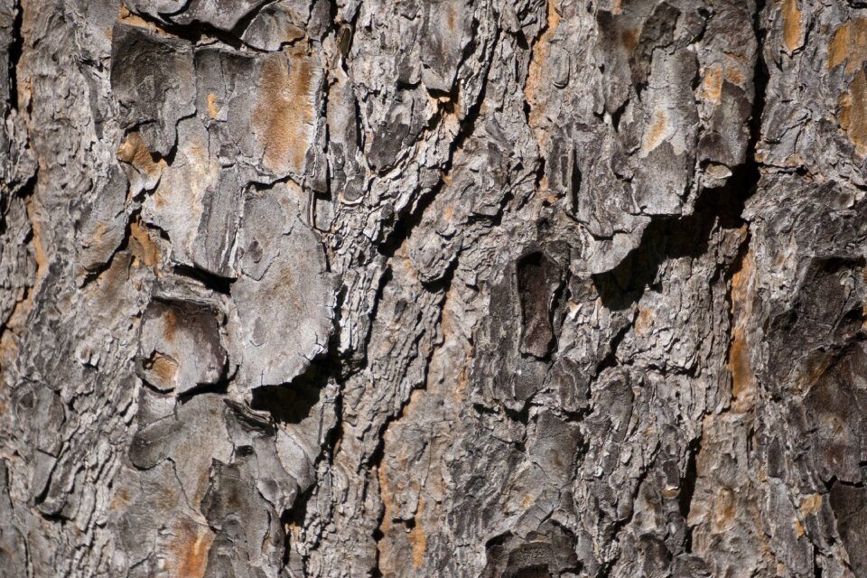 Nature cracked trunk photo