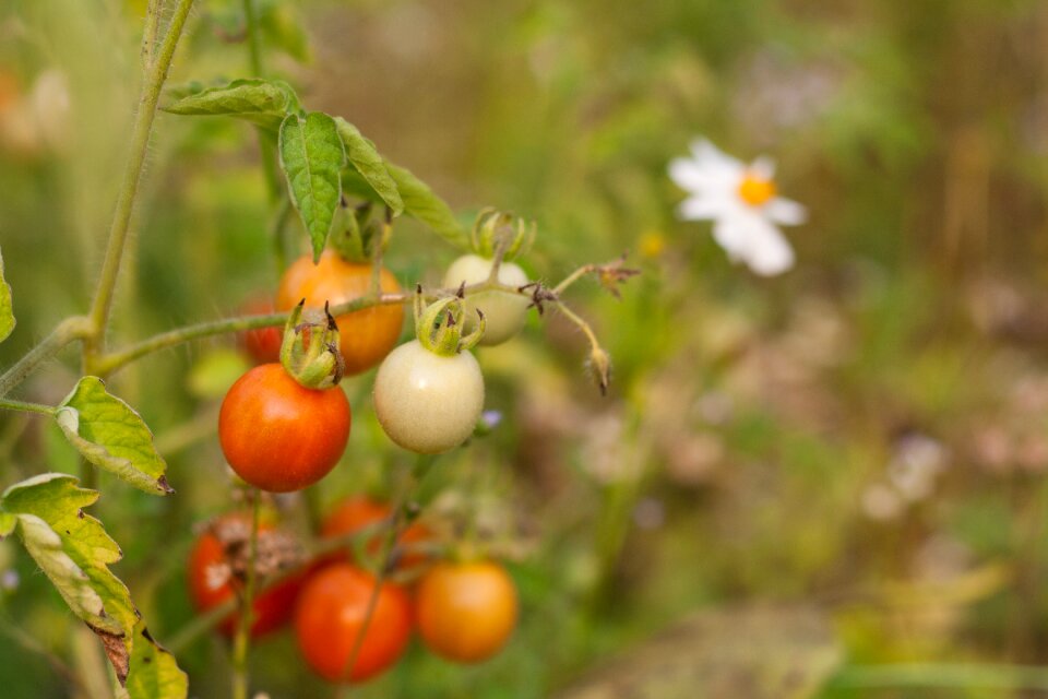 Vegetable fruit bio