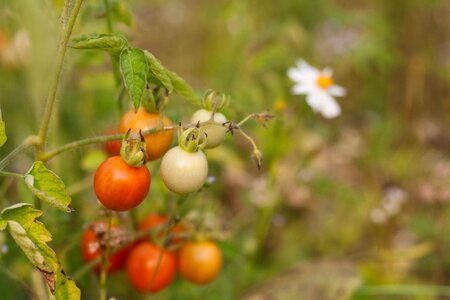 Vegetable fruit bio