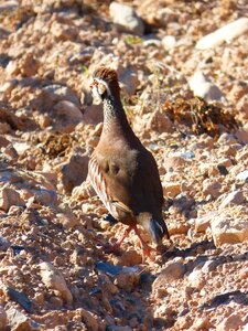 Perdigana hunting field photo