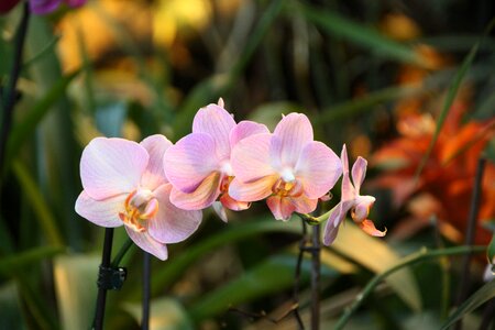 Orchid flowers nature