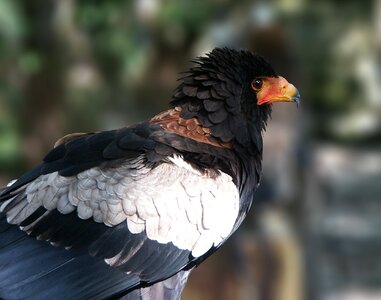 œil bird nature