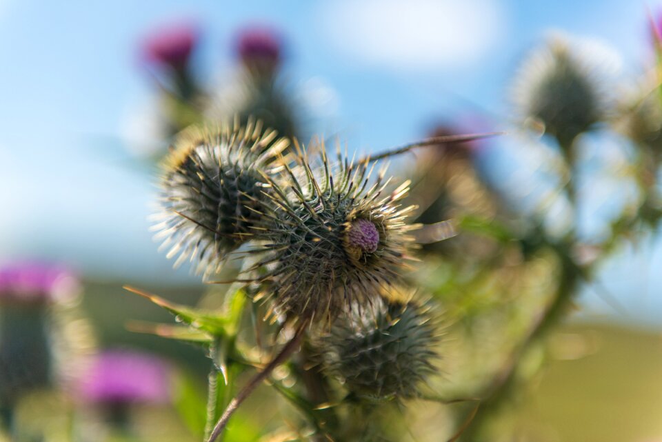 Plant nature thorn
