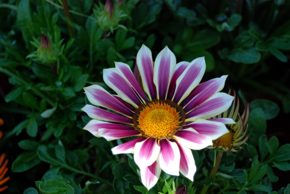 Flowers gazanie ornamental plant