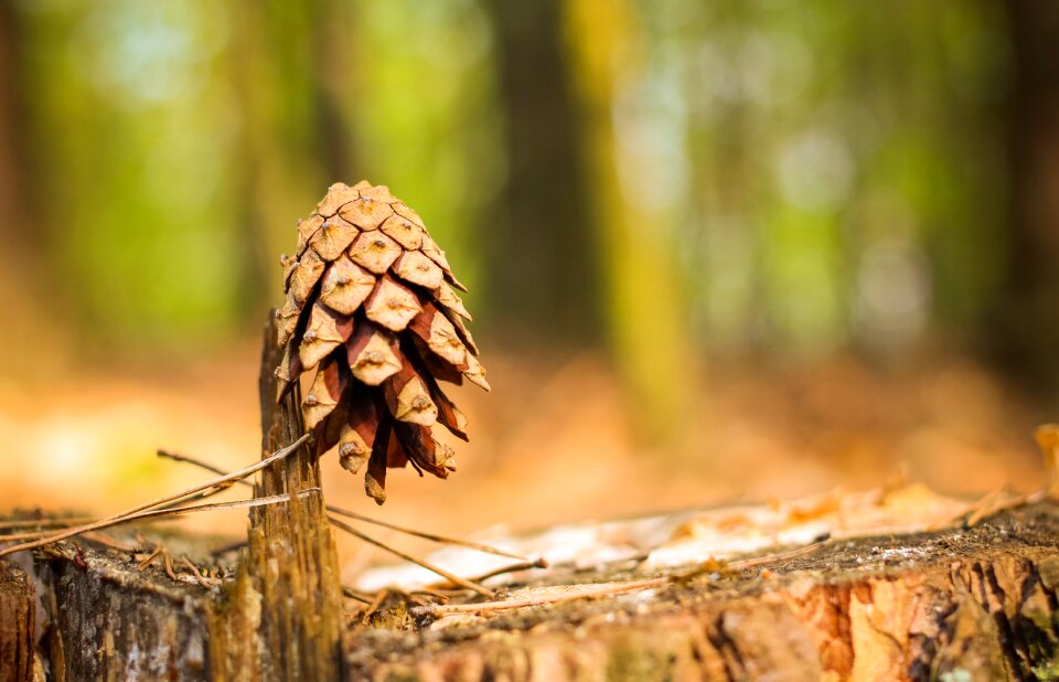 Nature brad forest