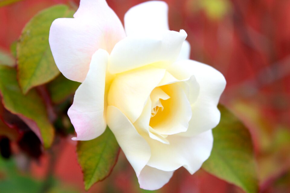 White romantic white rose