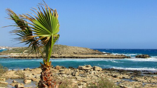 Palm tree coastline photo