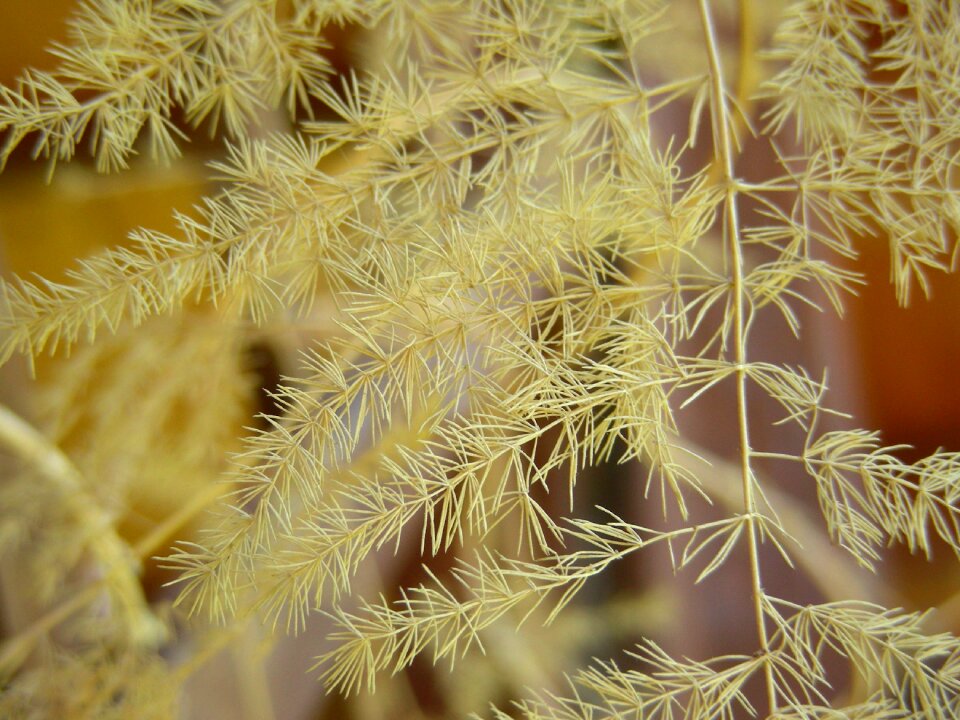 Nature branches decoration