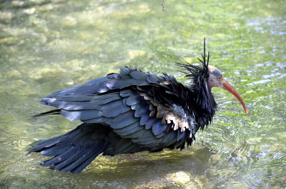 Wild bird close up black