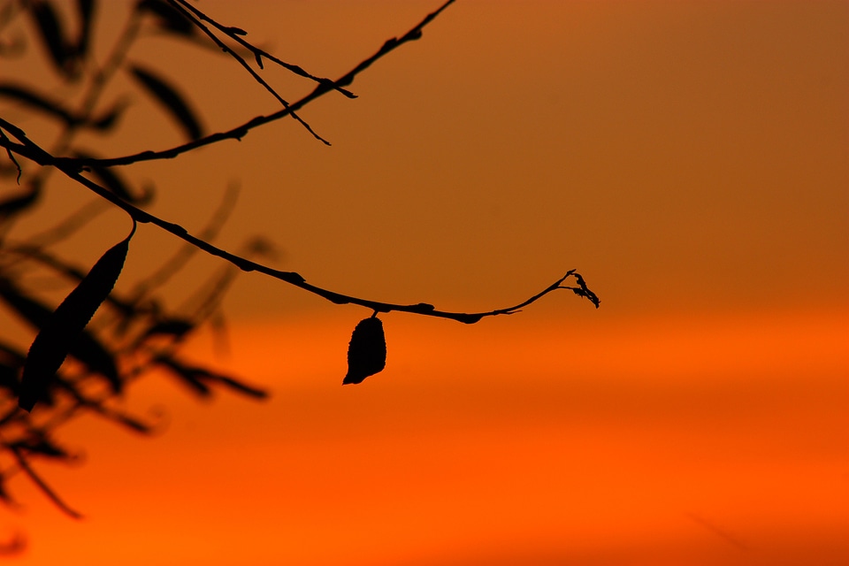 Evening dusk gold