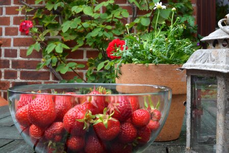 Fruits ripe fruit photo