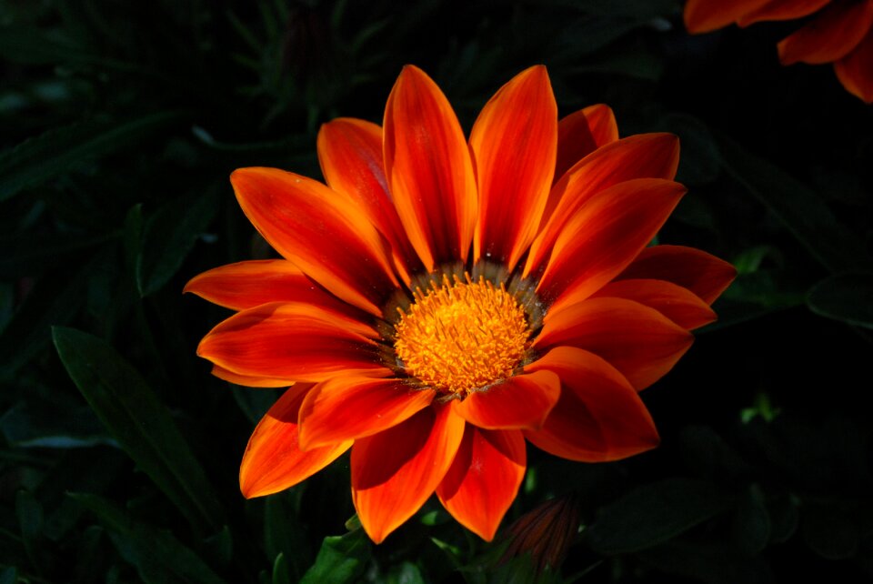 Flowers gazanie ornamental plant