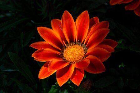Flowers gazanie ornamental plant