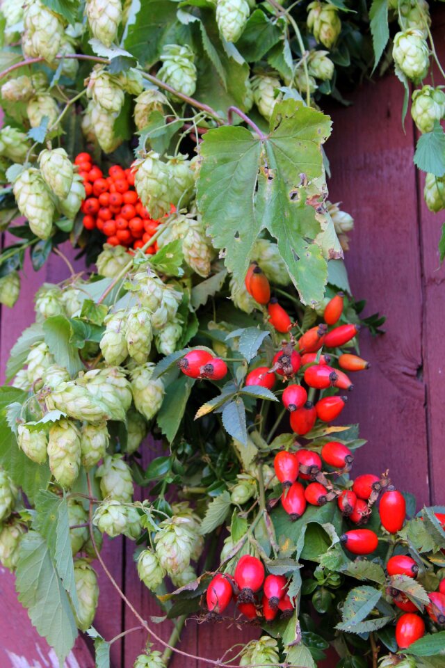 Rose hip red purple