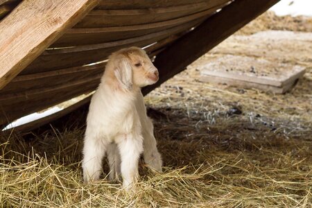 Animal world farm domestic goat photo