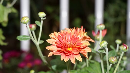 Chrysanthemum small chrysanthemum bud