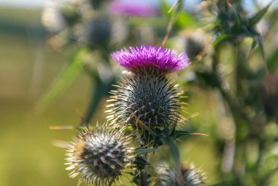 Plant nature thorn