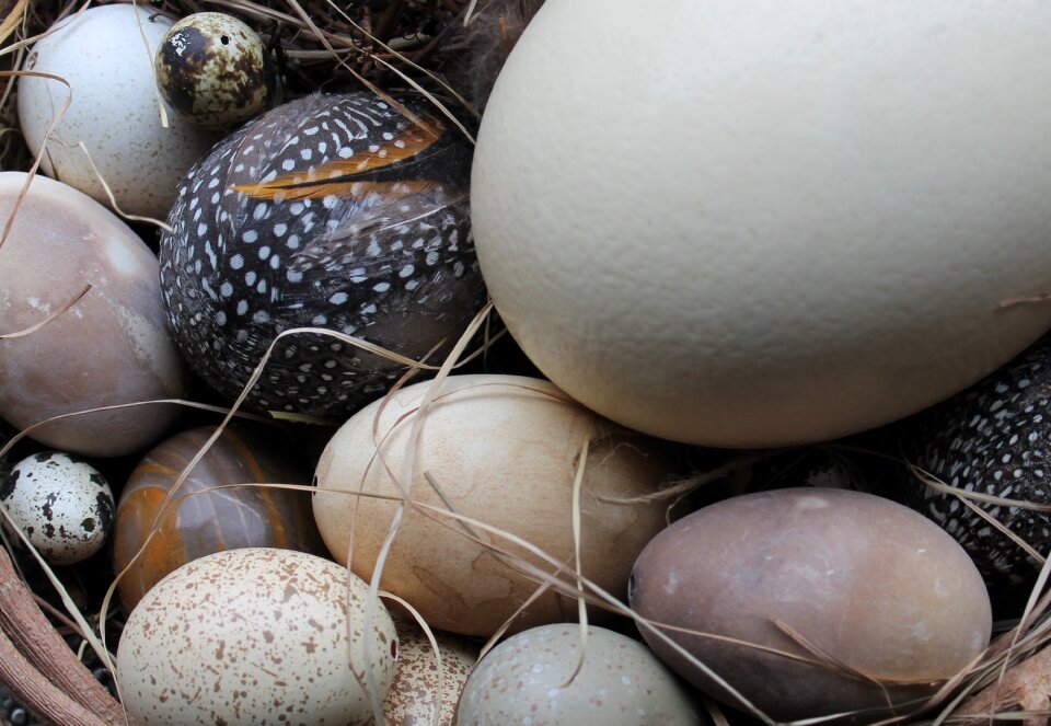 Decoration egg birds
