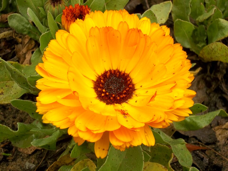Turkey nature garden