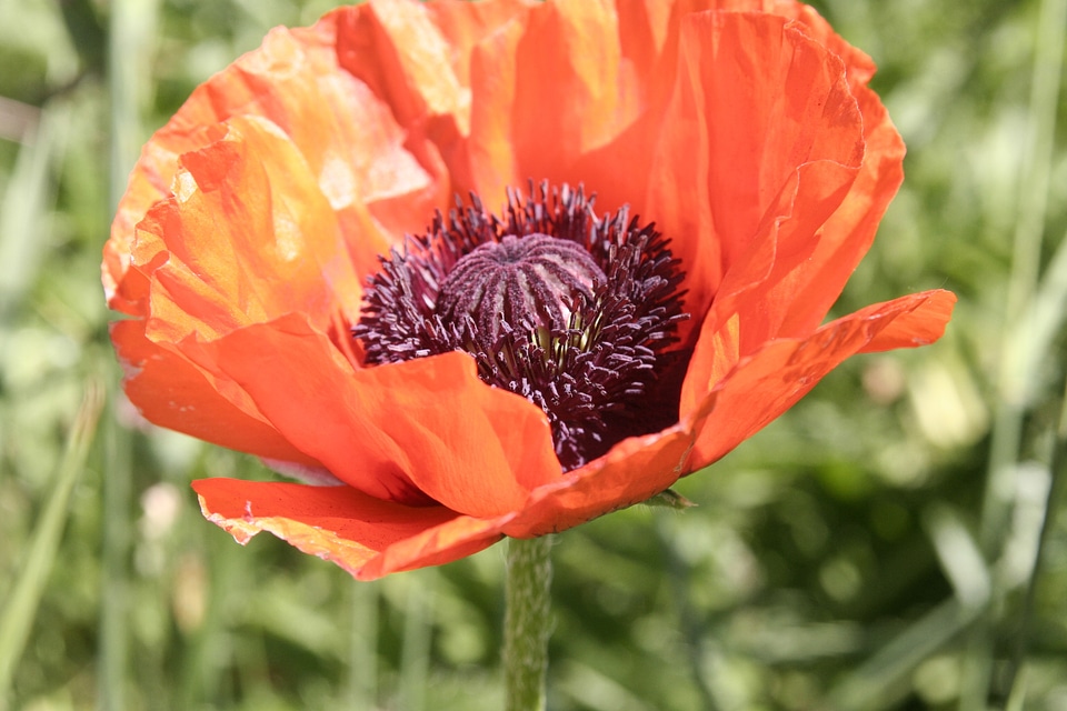 Close-up summer stamen