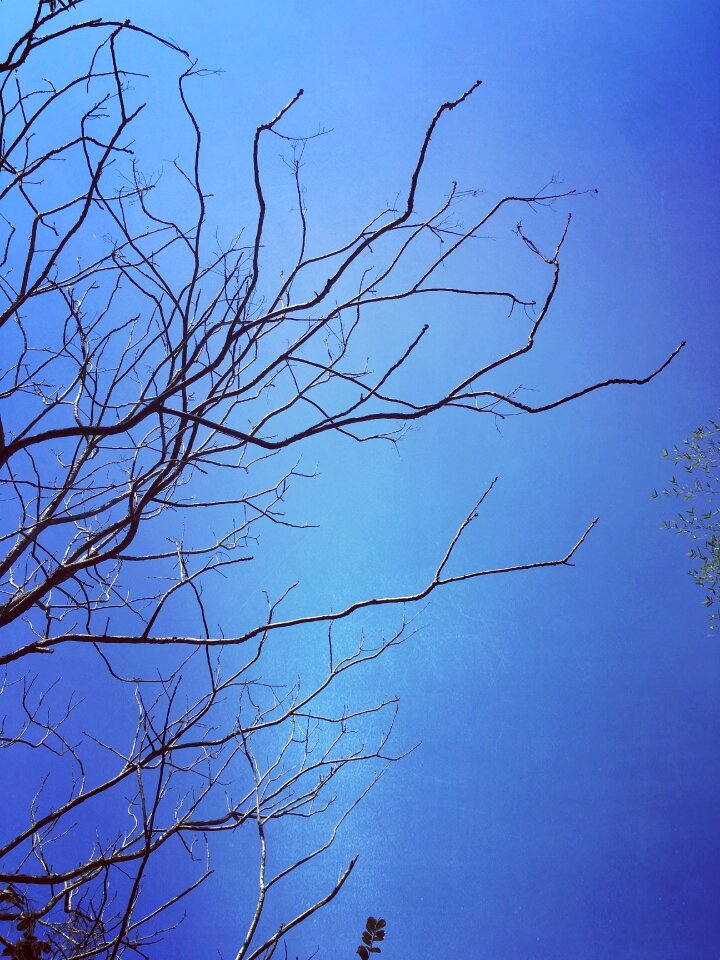 Blue sky branch silhouette
