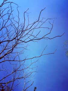 Blue sky branch silhouette photo