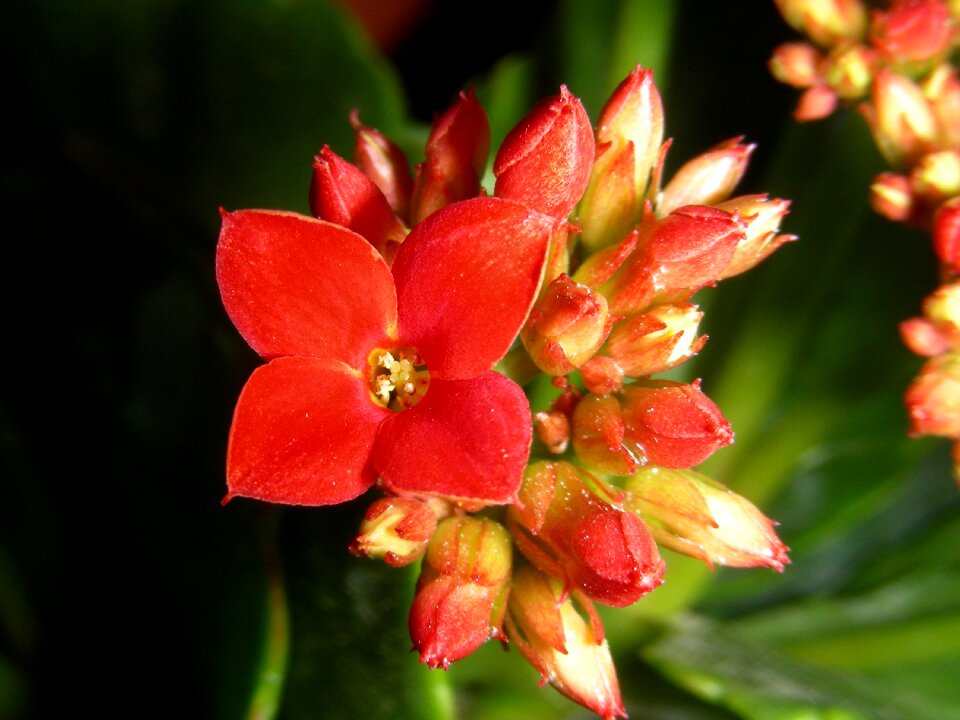 Plants garden macro