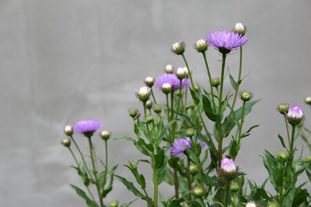 Gray spring blooms photo