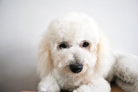 Cute white puppies