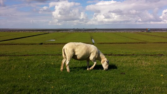 Sheep nordfriesland deichschaf