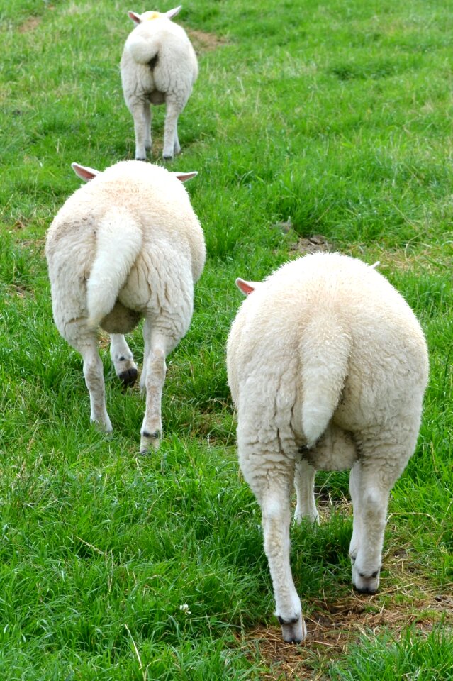 Nature grass graze