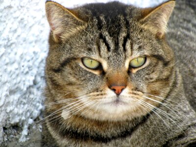 Feline pets animal