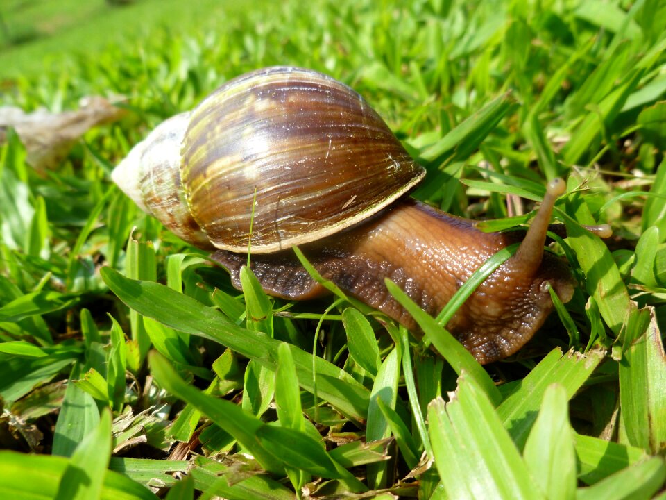 Shell nature garden