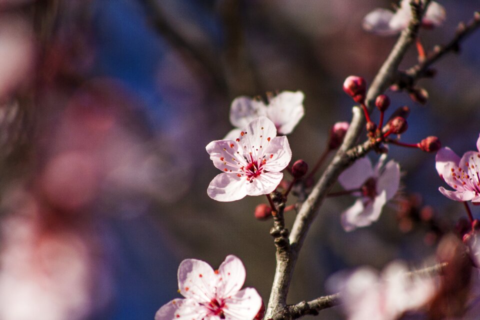 Spring flower bloom