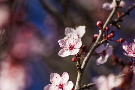 Spring flower bloom photo