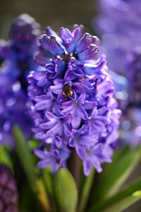 Flowering macro flower