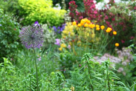 Garlic violet yellow