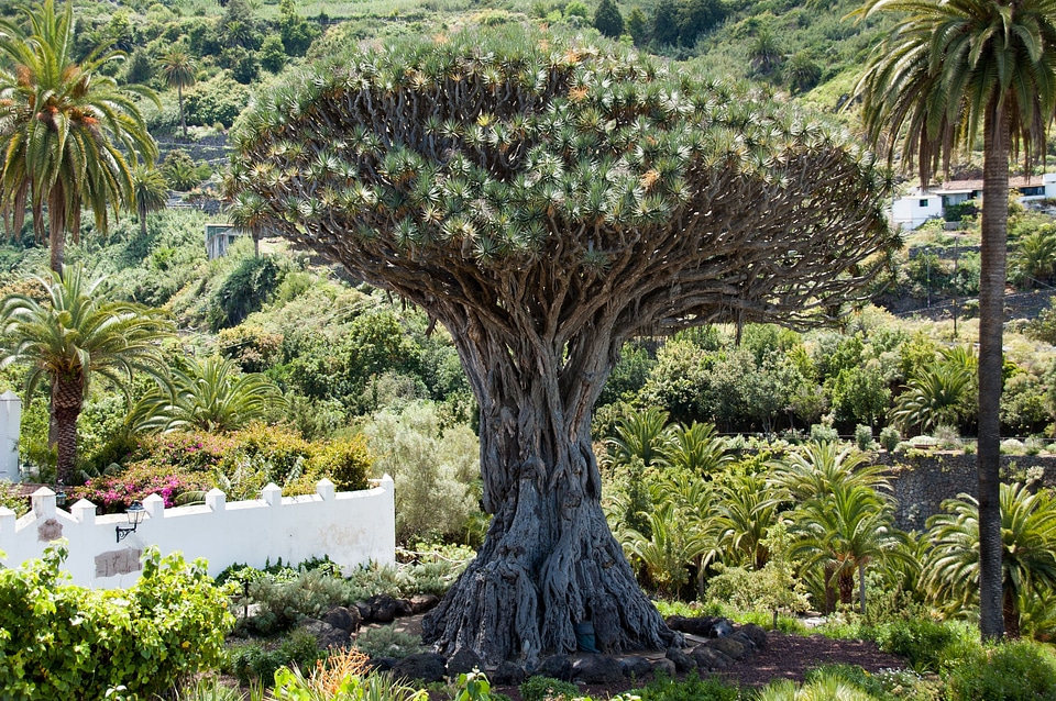 Dracaena draco tenerife nature