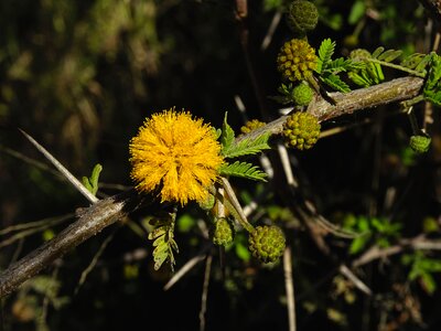 Antilles acacia plant blossom