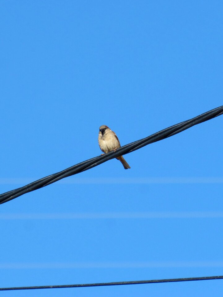Wiring bird blue sky
