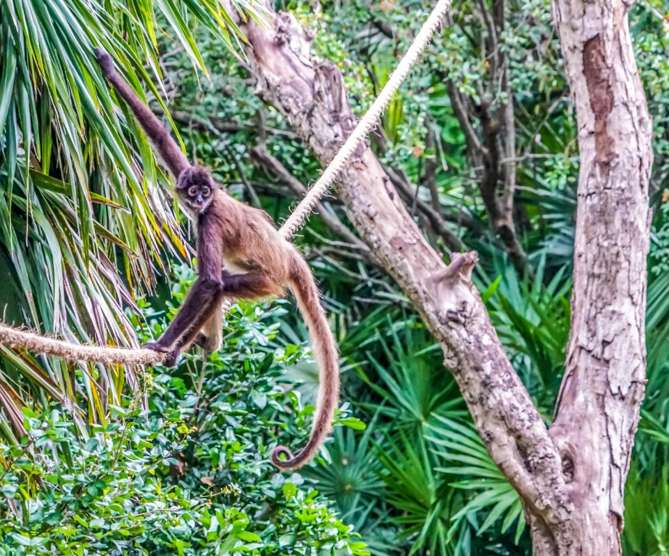 Animal mammal tree
