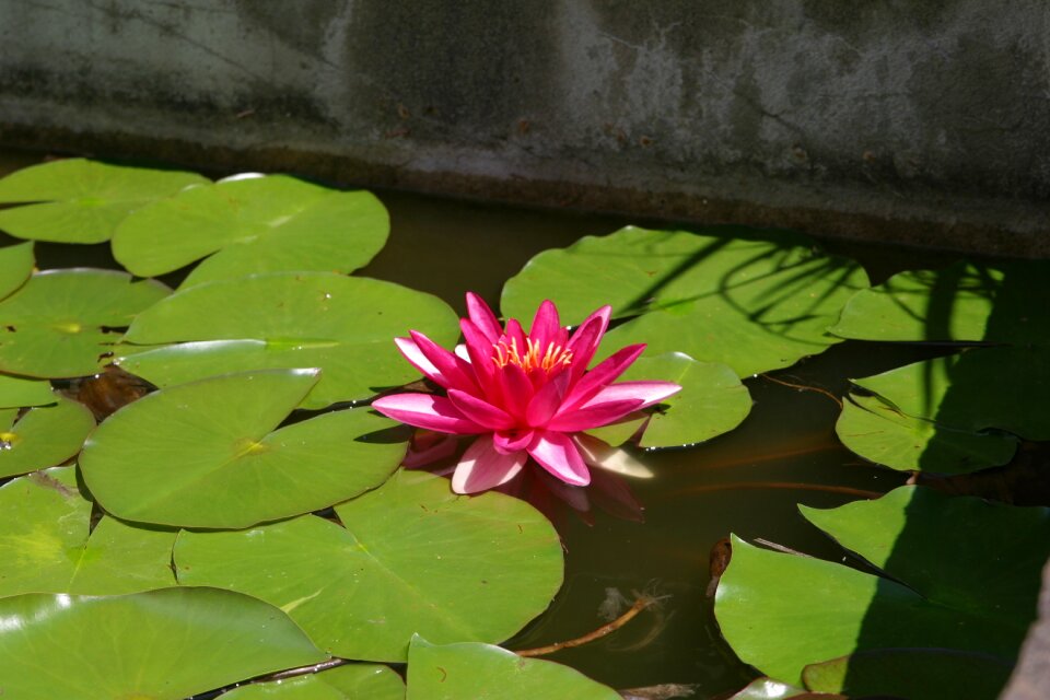 Water lily water nuphar