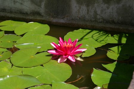 Water lily water nuphar