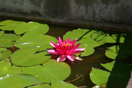 Water lily water nuphar photo