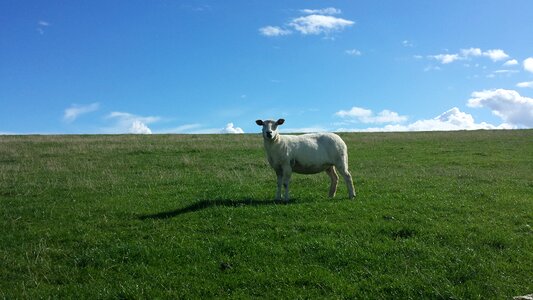 North sea nordfriesland animal