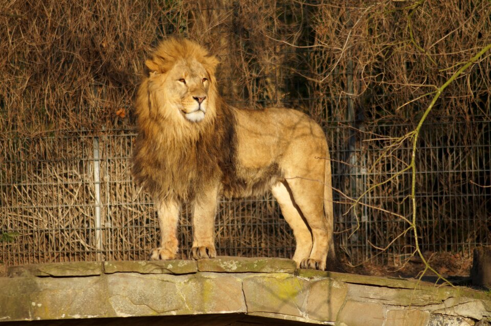 Mane lion's mane nature