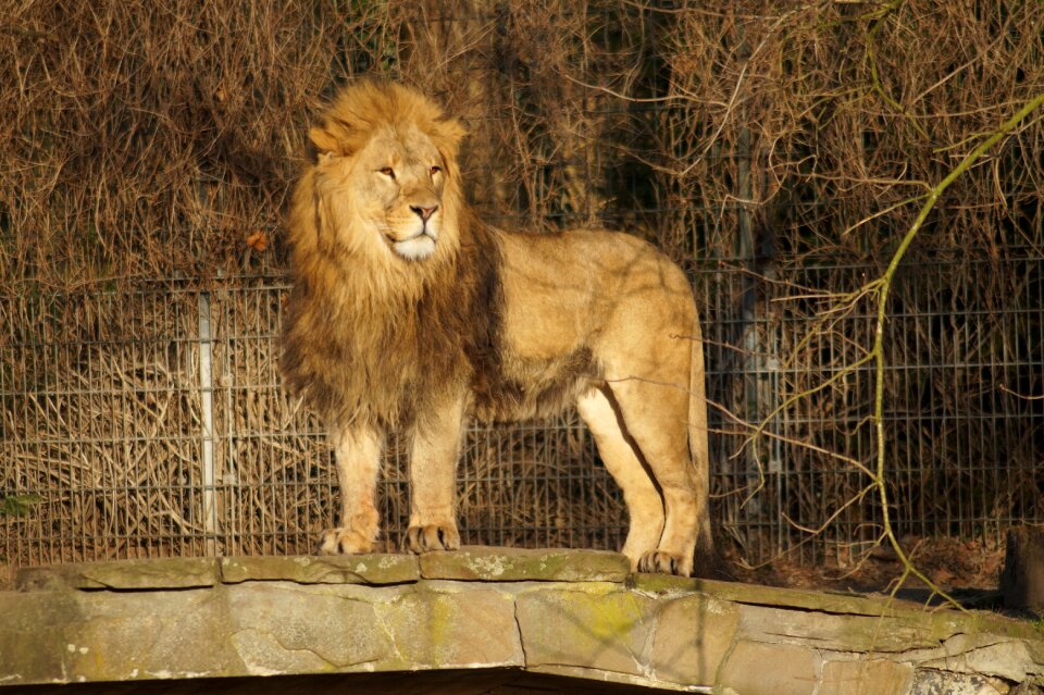 Mane lion's mane nature photo