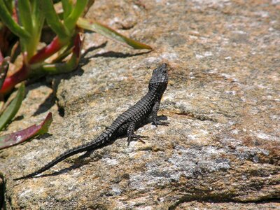 Cape of good hope fauna lizard photo