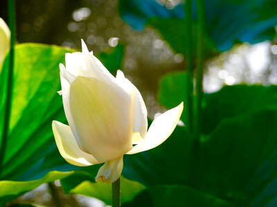 Mauritius blossom bloom